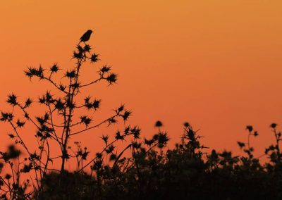 Ganadora: Atardecer de Andrés L. Domínguez Blanco