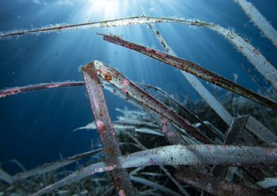 Finalista: Posidonia de Adrià Mas Escandell